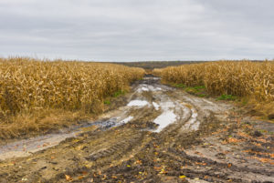 Wet cornfield harvest